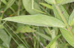 Swamp milkweed